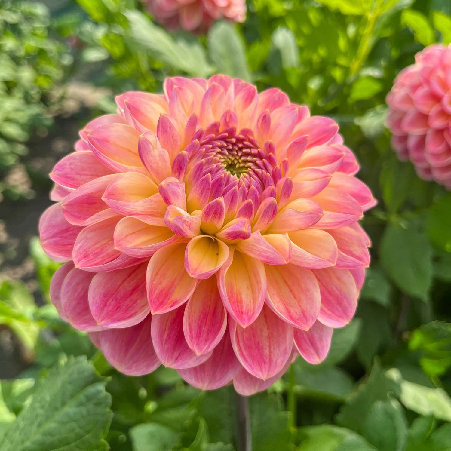 Dahlie ‘Hapet Pastell’